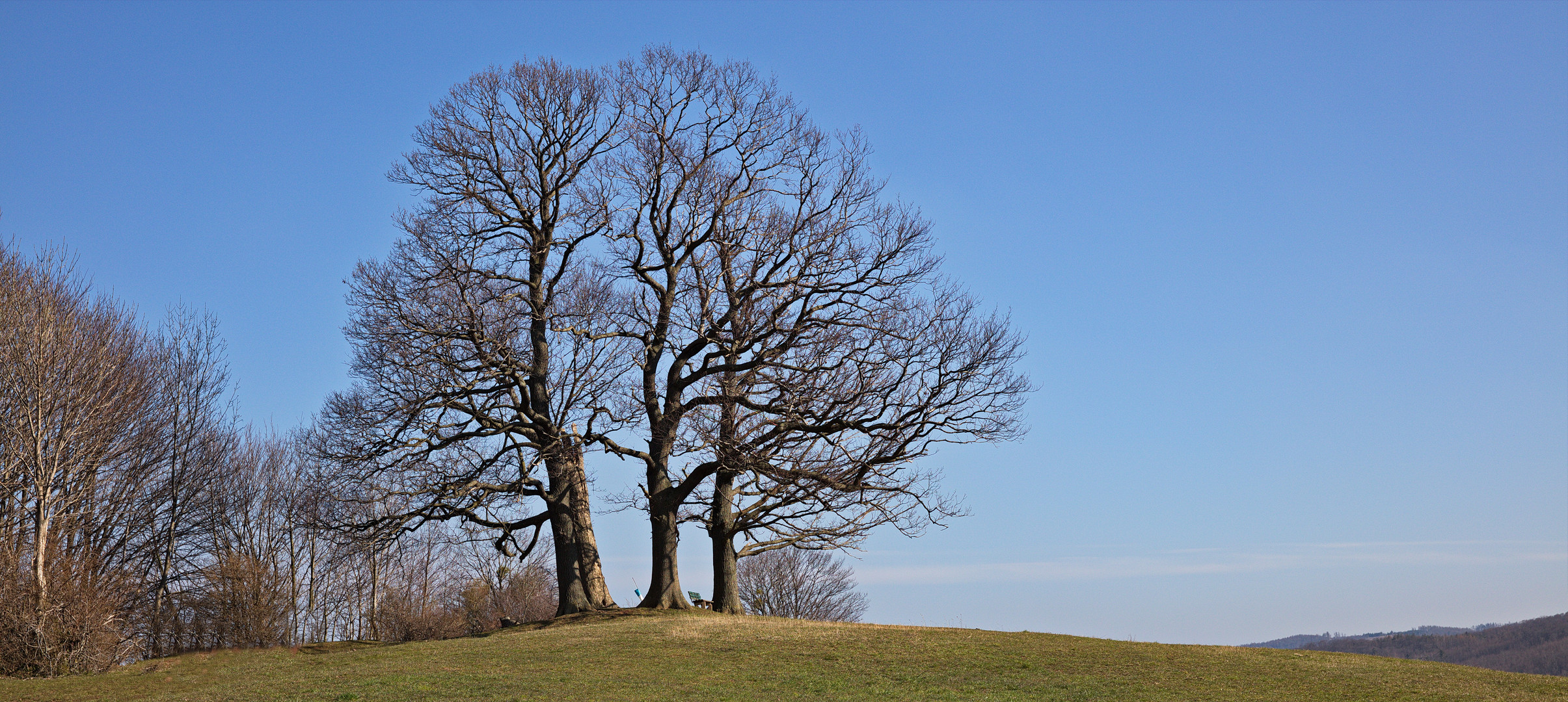 Die Baumgruppe in Drübeck