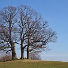 Die Baumgruppe in Drübeck