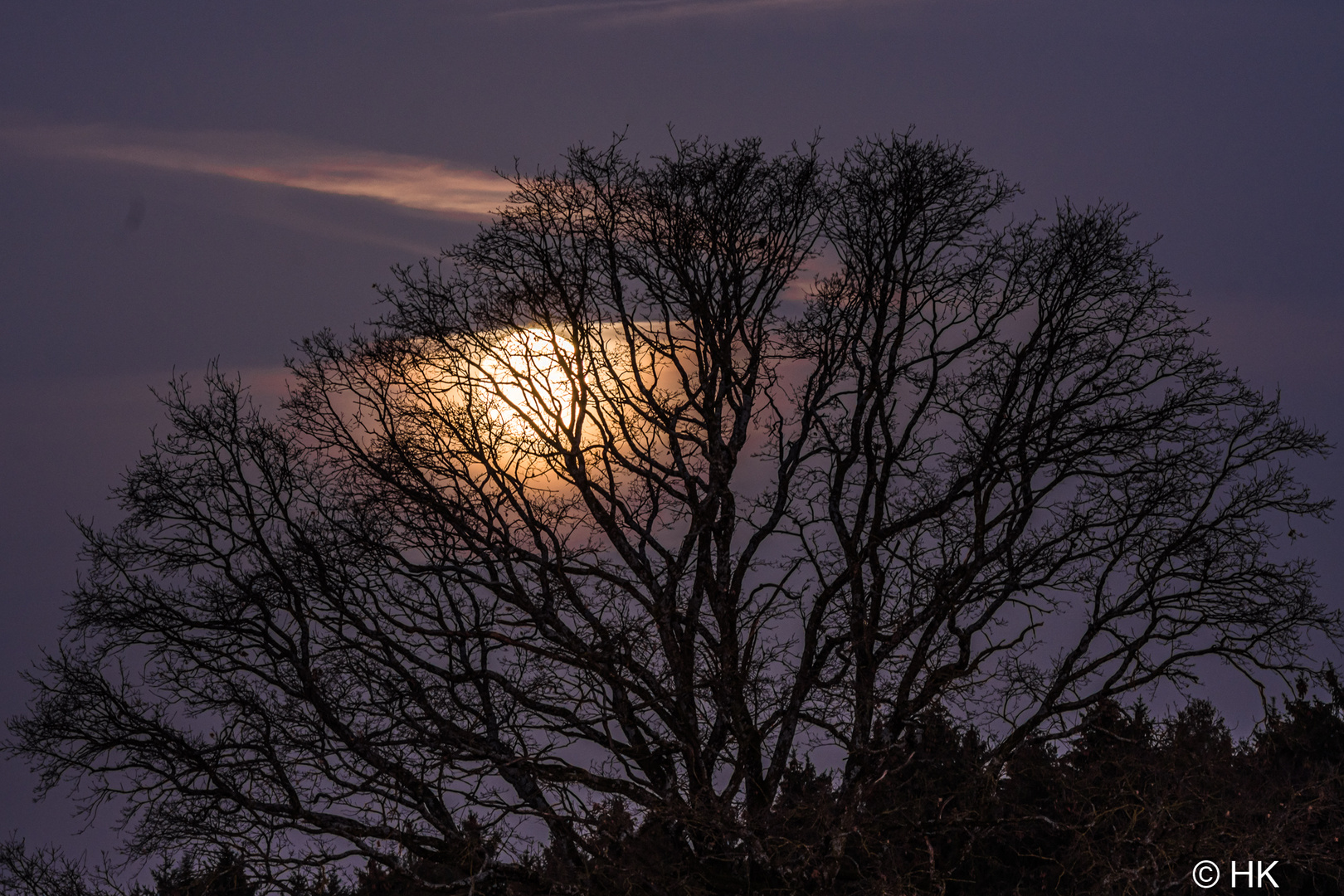 Die Baumkrone und der Mond