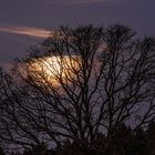 Die Baumkrone und der Mond