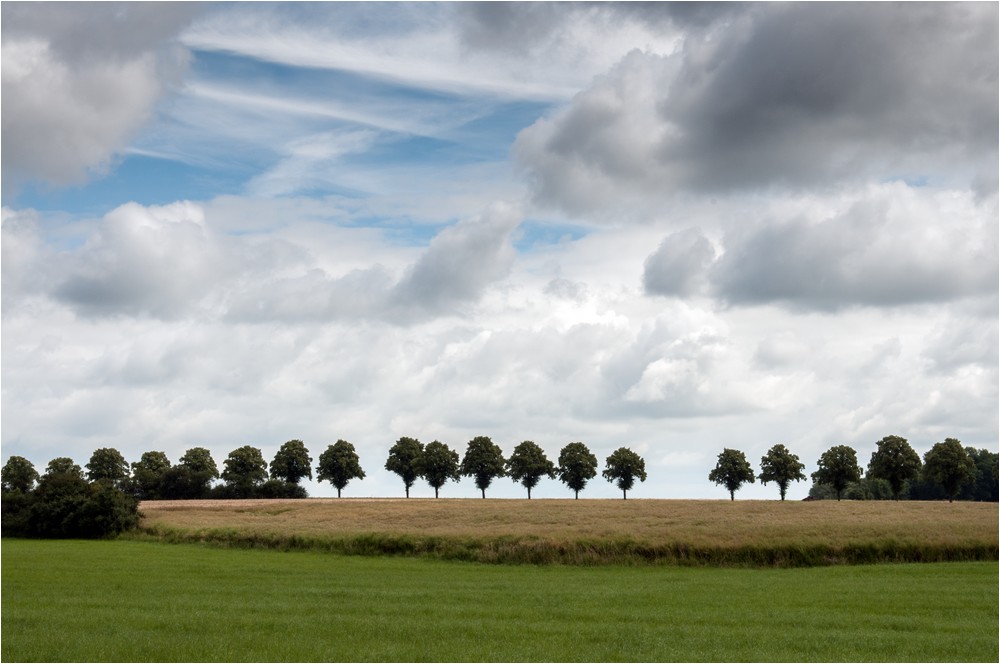 Die Baumreihe