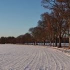 die Baumreihe entlang der Römerstraße...2