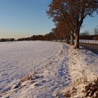 die Baumreihe entlang der Römerstraße...3