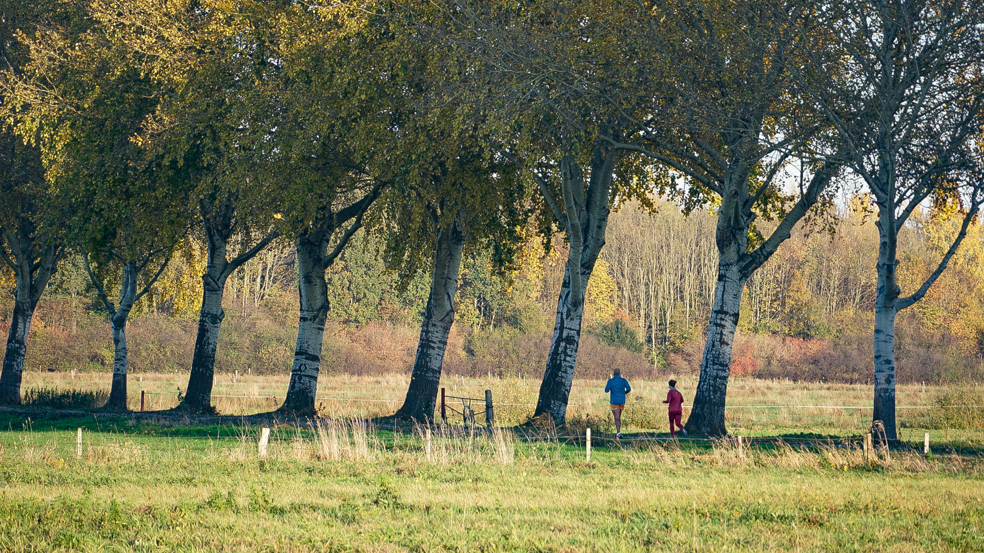 Die Baumreihe im Herbst