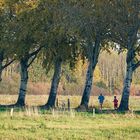 Die Baumreihe im Herbst