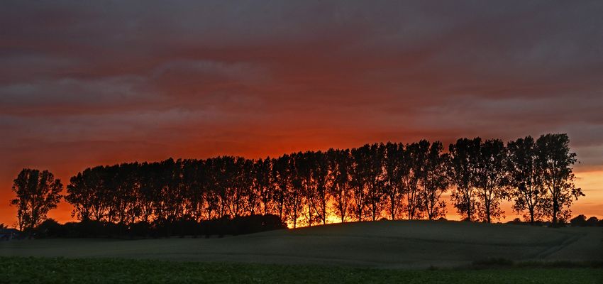 Die Baumreihe und der Sonnenuntergang....