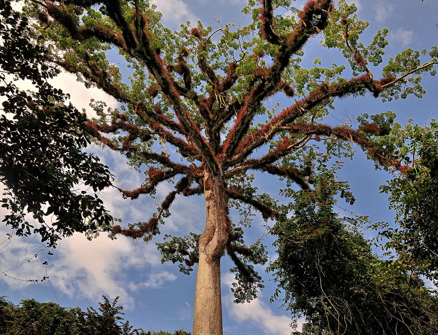 Die Baumriesen in Tikal