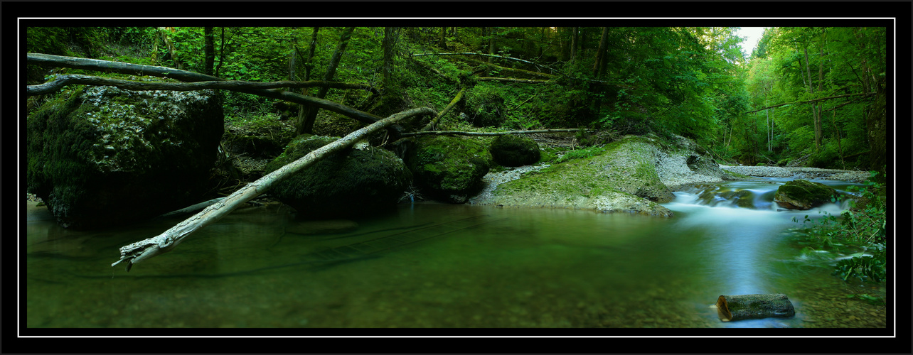 Die Baumschlange am Bach