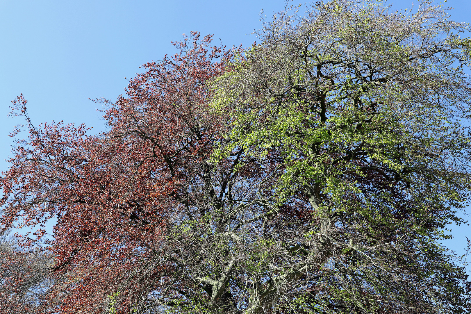 die baumspitzen