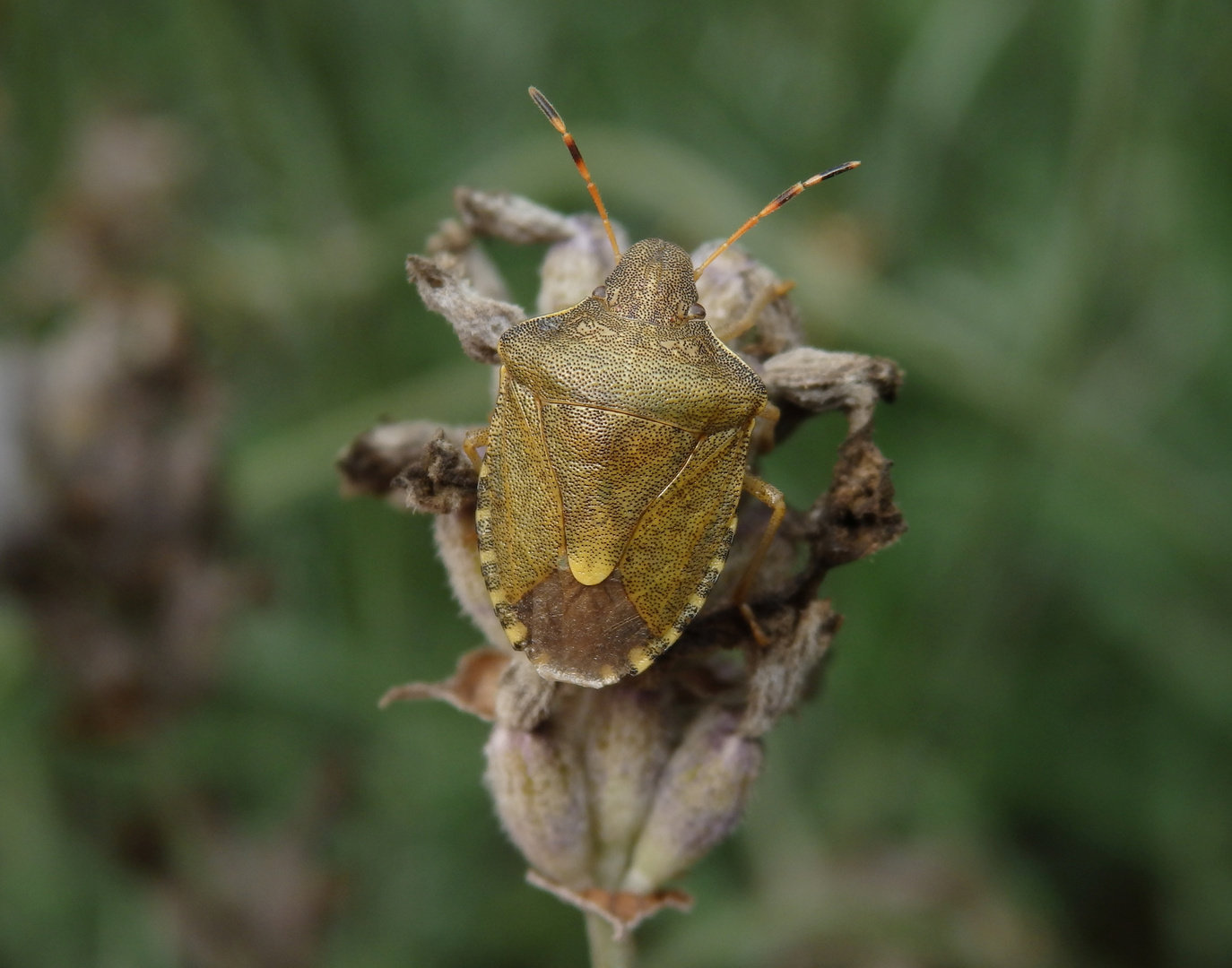 Die Baumwanze Peribalus strictus