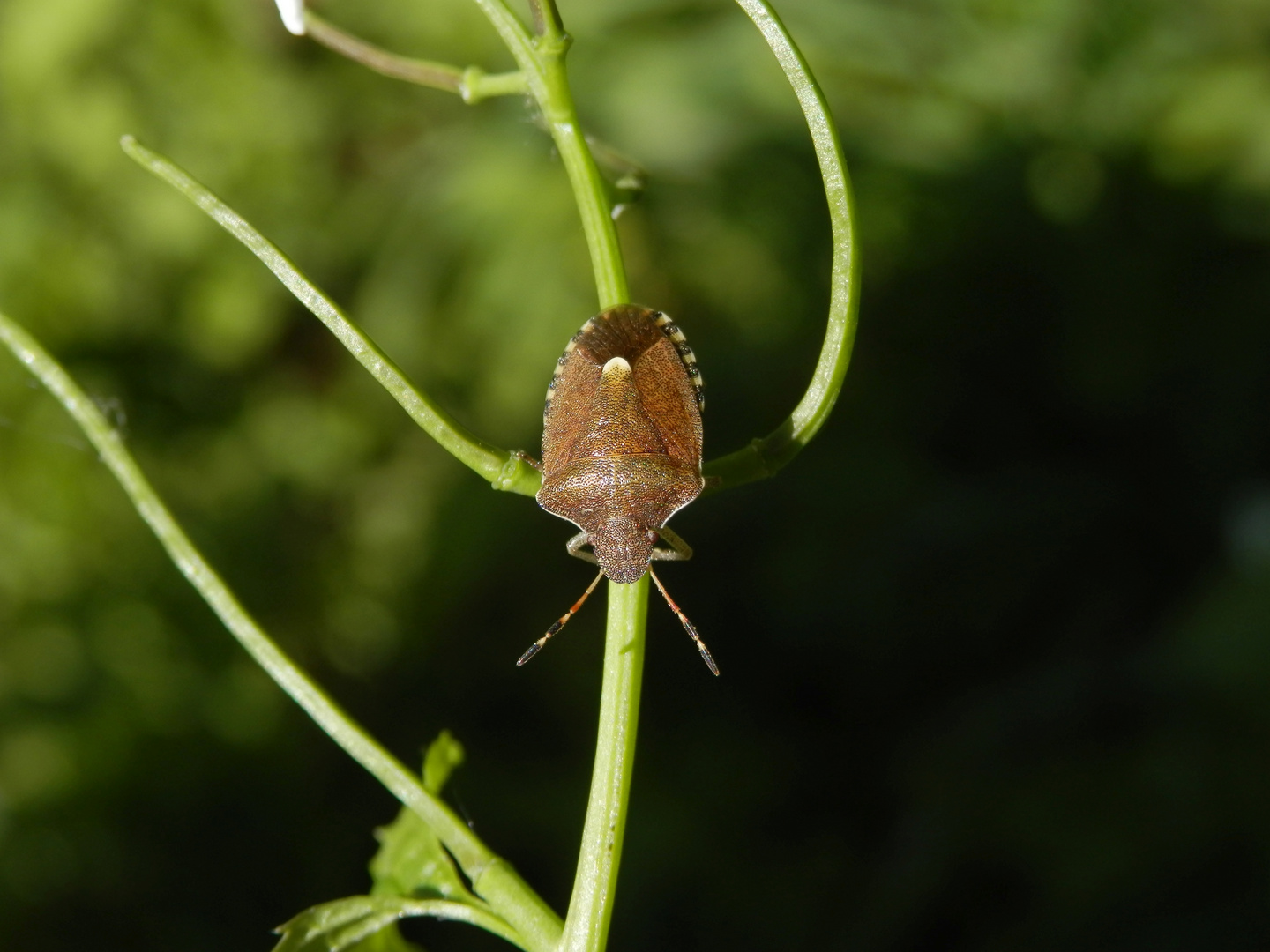 Die Baumwanze Peribalus strictus auf Knoblauchsrauke