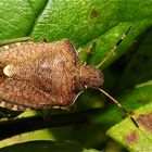 Die Baumwanzenart Holcostethus strictus vernalis (Fam. Pentatomidae)