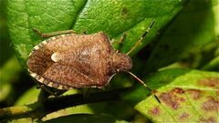 Die Baumwanzenart Holcostethus strictus vernalis (Fam. Pentatomidae)