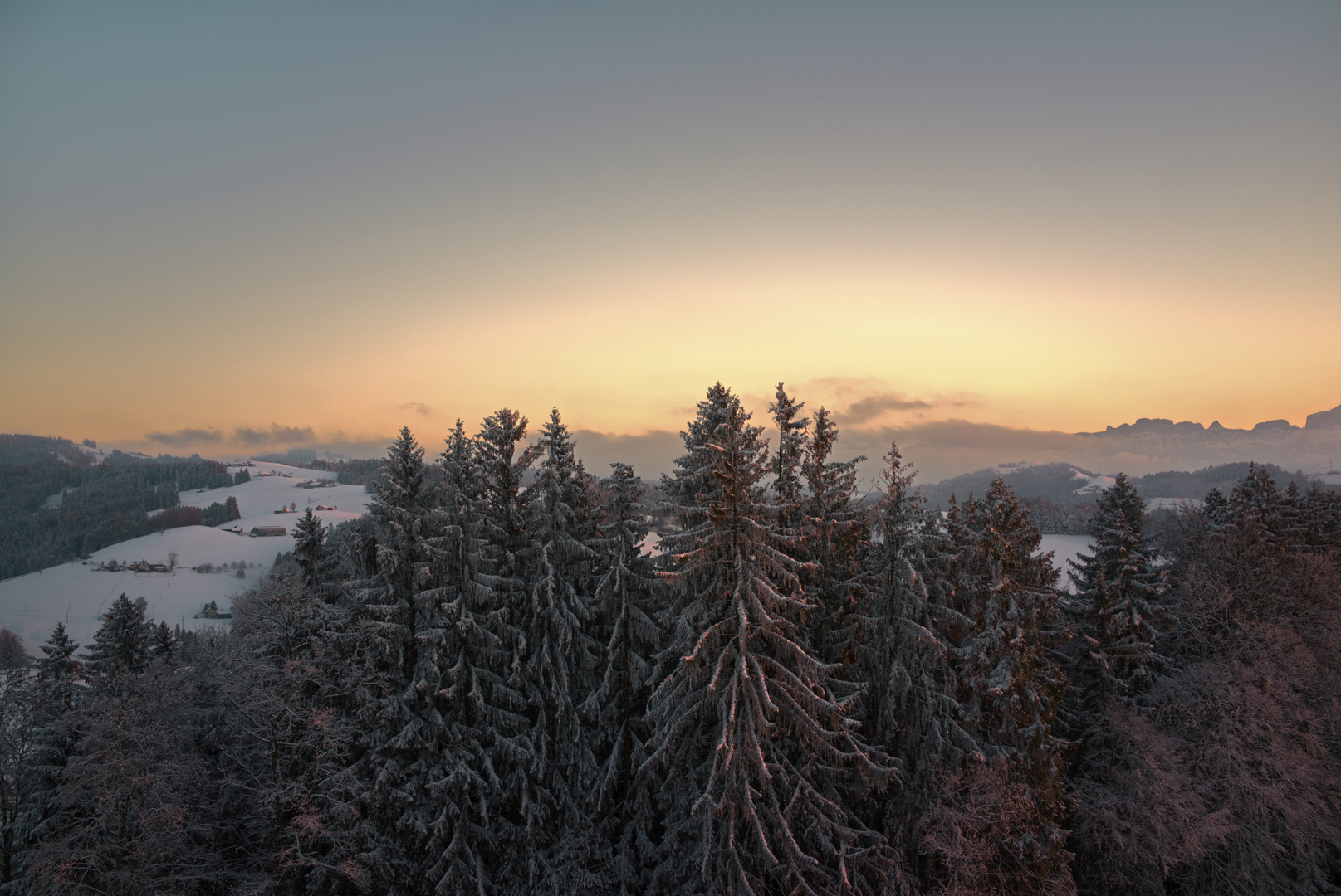 Die Baumwipfel