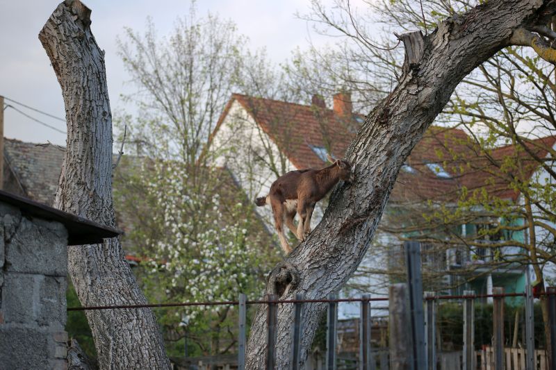 Die Baumziege lat. Capra arbori  :-)