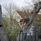 Die Baumziege lat. Capra arbori  :-)