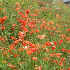 Die Baustellen Blumenwiese