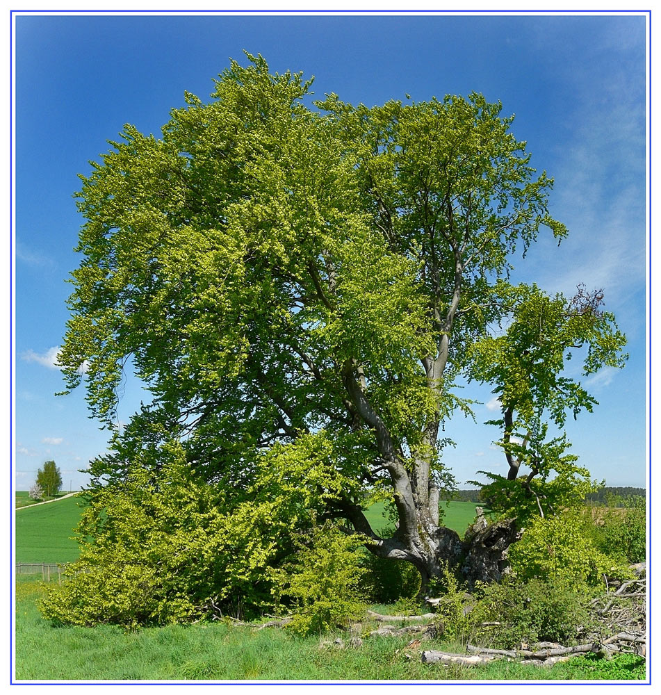 Die Bavariabuche