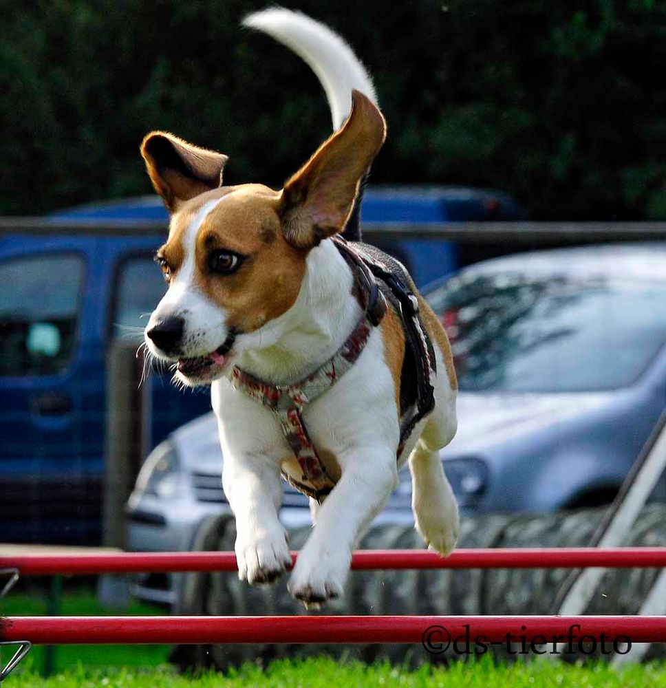 Die Beagle fliegen wieder