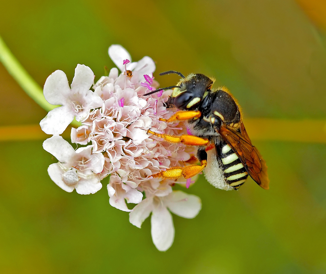 Die bedrohte Harzbiene (Anthidium interruptum)! Es verbergen sich noch zwei - seht ihr sie? *