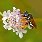 Die bedrohte Harzbiene (Anthidium interruptum)! Es verbergen sich noch zwei - seht ihr sie? *