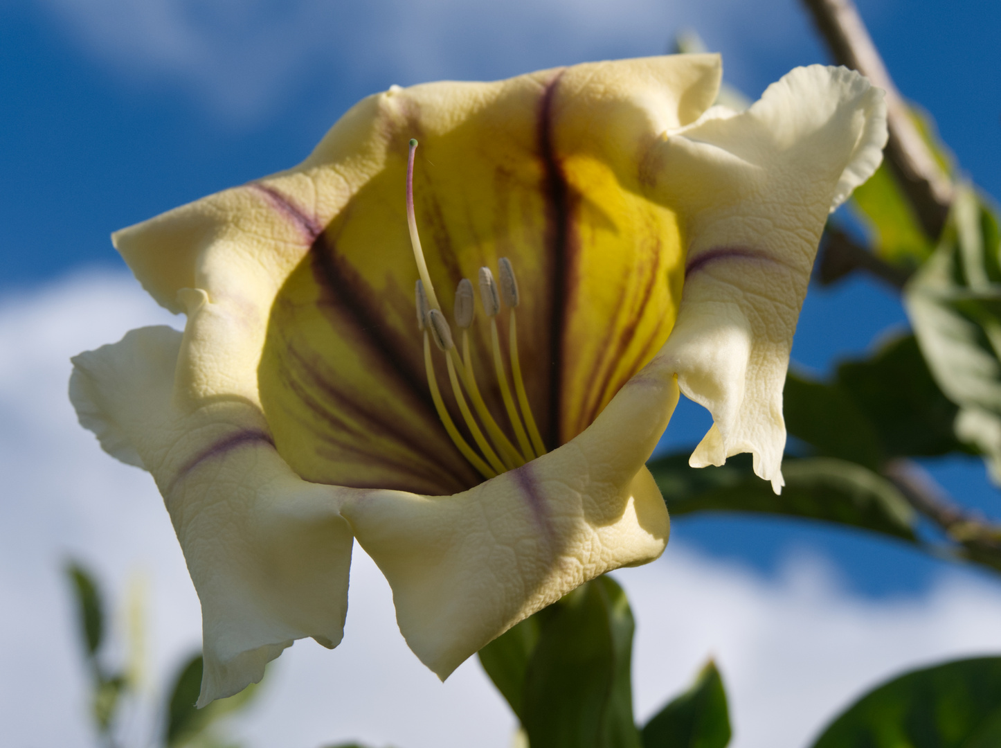 die beeindruckende Blüte vom Goldkelchwein (Solandra maxima)