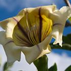 die beeindruckende Blüte vom Goldkelchwein (Solandra maxima)