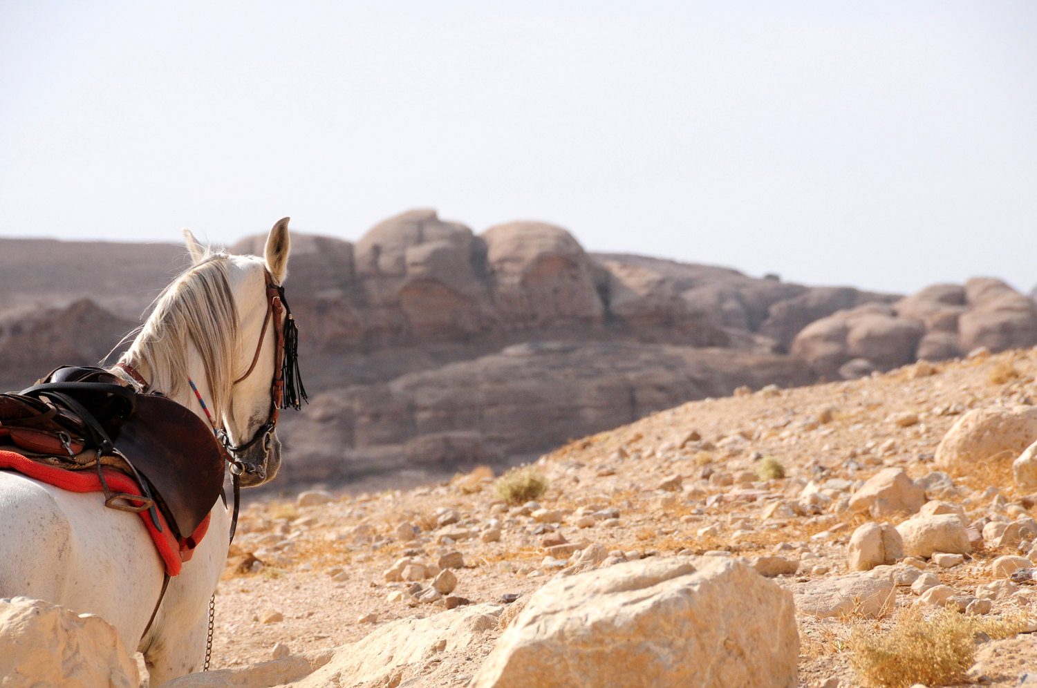 die beeindruckende Felsenstadt Petra