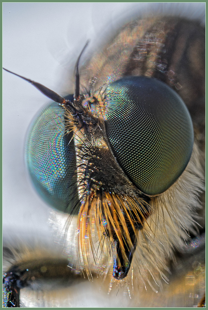 Die beeindruckenden Augen der Raubfliege