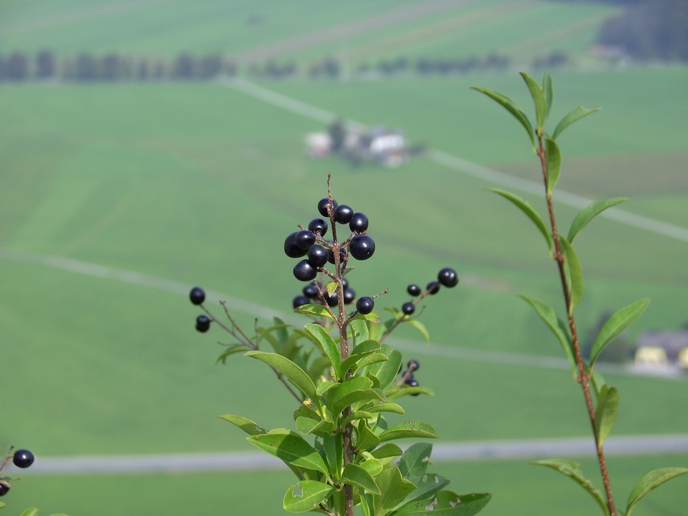 Die Beere am Anfang des Herbstes