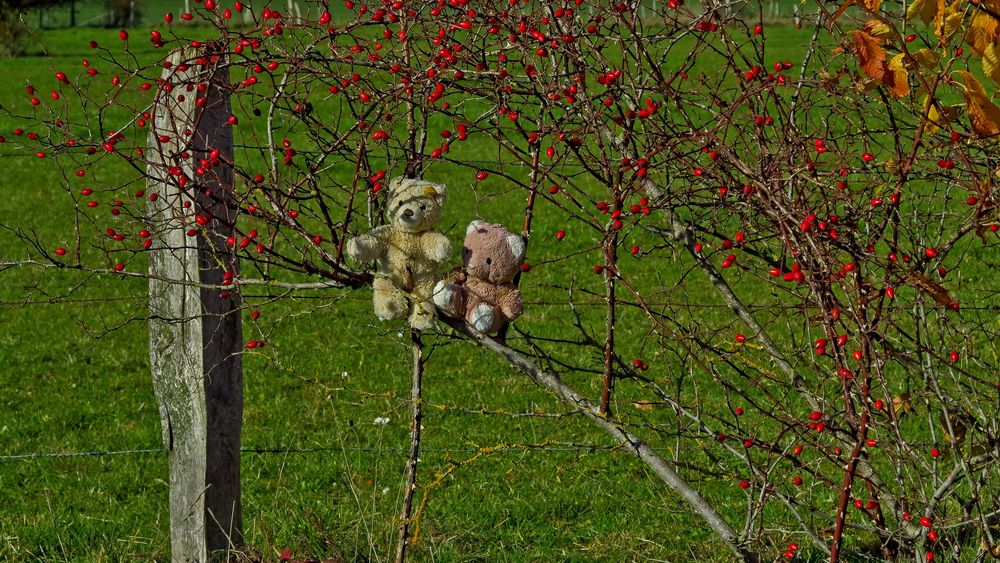 Die Beeren (Bären) sind reif