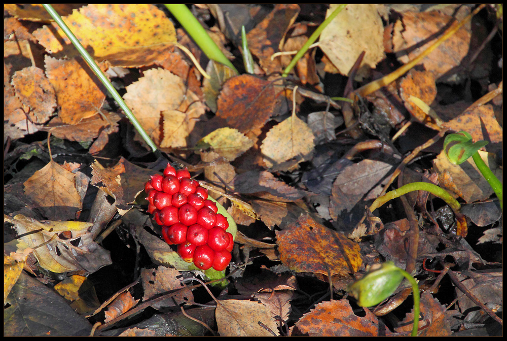 Die Beeren...