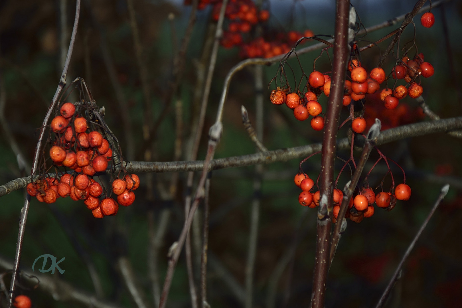 Die Beeren