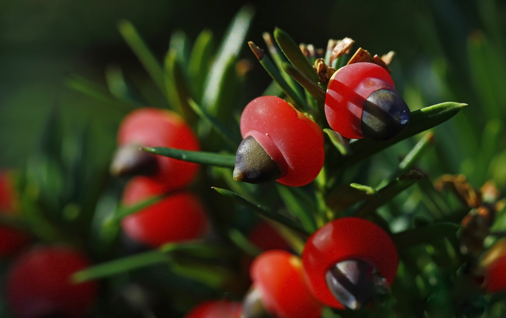 Die Beeren der Eibe