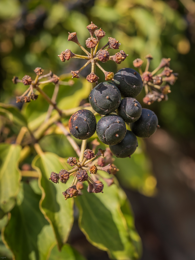 Die Beeren gibt's im Frühjahr