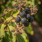 Die Beeren gibt's im Frühjahr