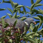 Die Beeren in Nachbar´s Garten .... !