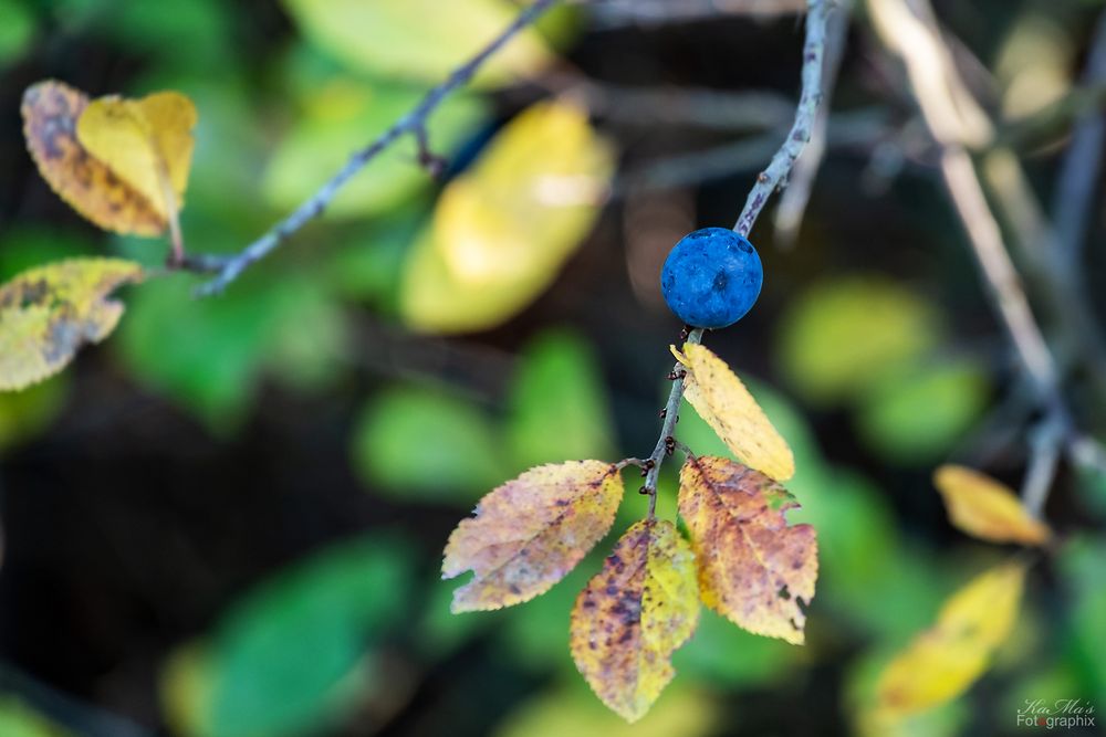 Die Beeren sind los