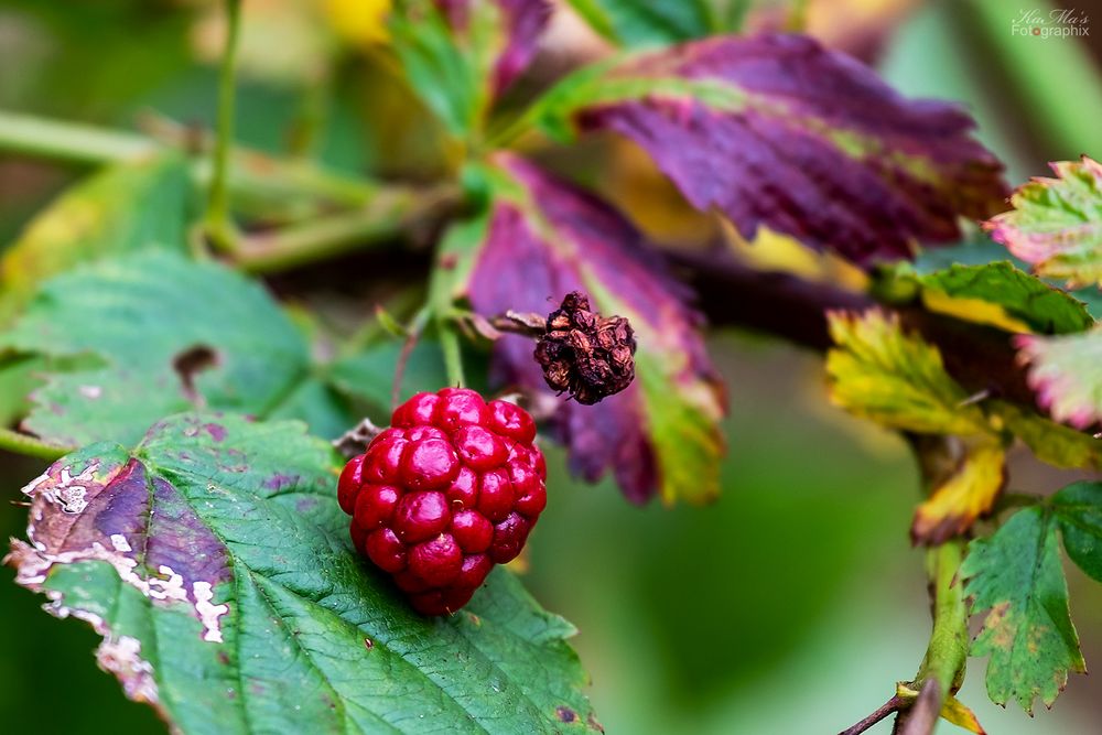 Die Beeren sind los