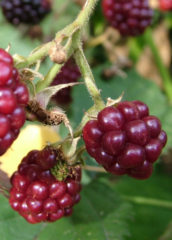 Die Beeren sind los