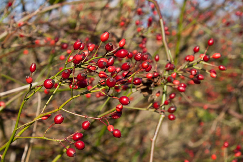 Die Beeren sind noch da!