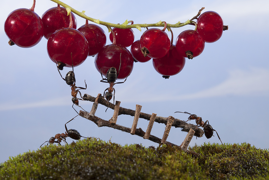 die Beeren sind reif