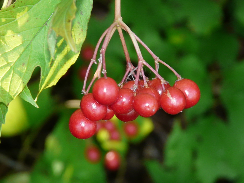 Die Beeren sonnen sich