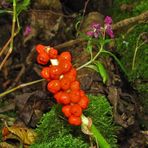 Die Beeren vom Aronstab (giftig)