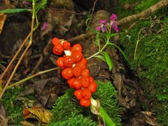 Die Beeren vom Aronstab (giftig)