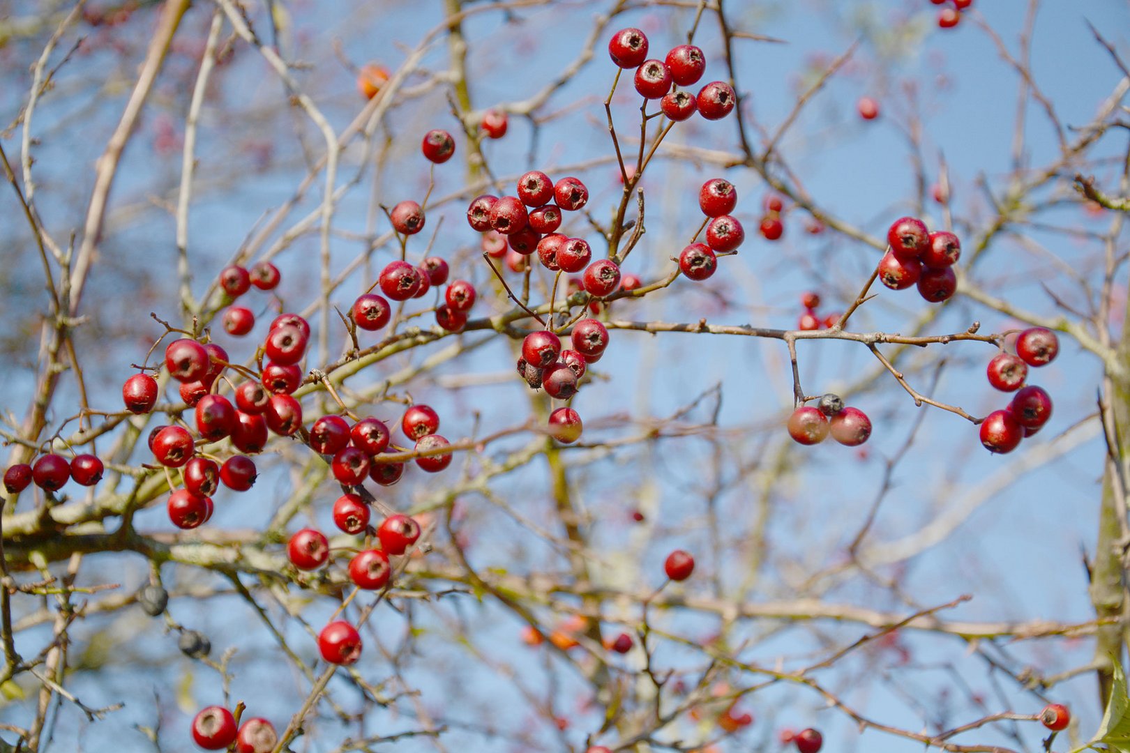 Die Beeren vom Weißdorn  bilden sicher Futter für die Drosseln.