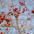 Die Beeren vom Weißdorn  bilden sicher Futter für die Drosseln.