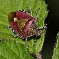 Die Beerenwanze (Dolycoris baccarum)