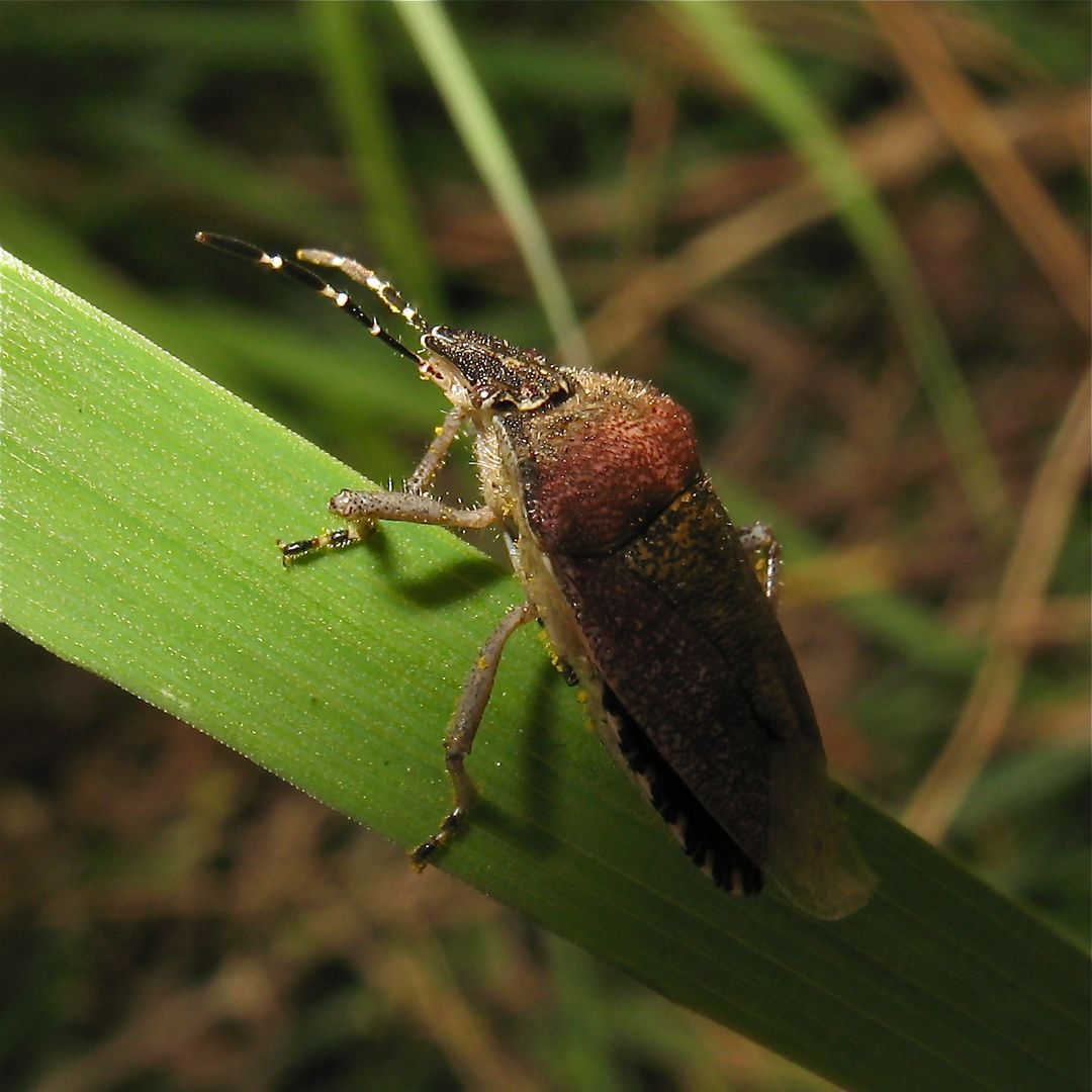 Die Beerenwanze,  Dolycoris baccarum, zu den Baumwanzen (Pentatomidae) gehörig