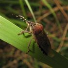 Die Beerenwanze,  Dolycoris baccarum, zu den Baumwanzen (Pentatomidae) gehörig